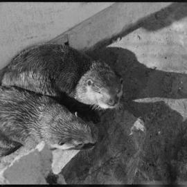 Otters at Marineland
