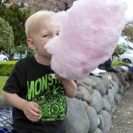 Greerton Village Cherry Blossom Festival (2012)