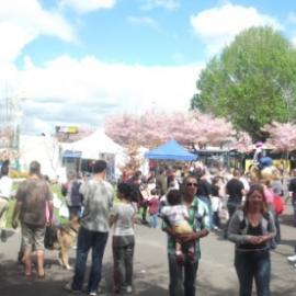 Greerton Village Cherry Blossom Festival (2012)