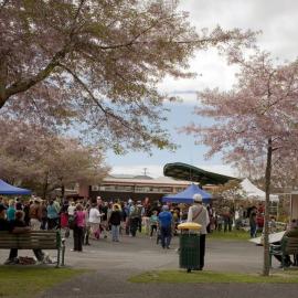 Greerton Village Cherry Blossom Festival (2012)