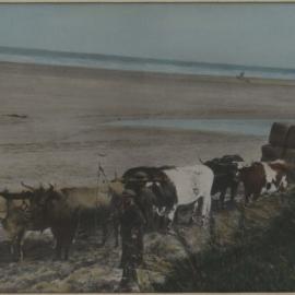 bullock team hand coloured photo