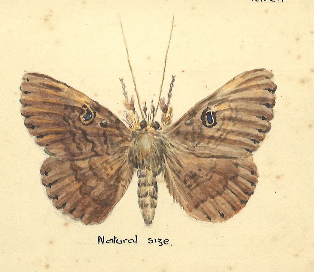 Southern Old Lady Moth