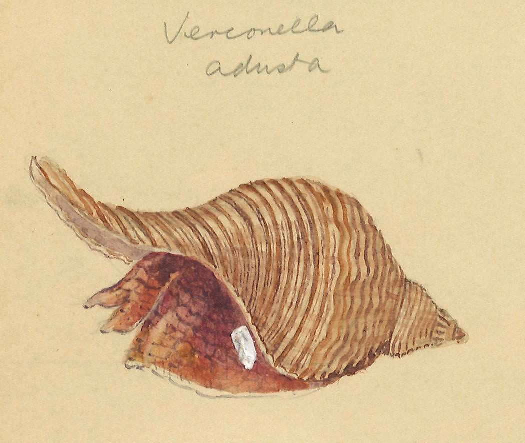 Shell and Shelled Creature Natural History Illustrations