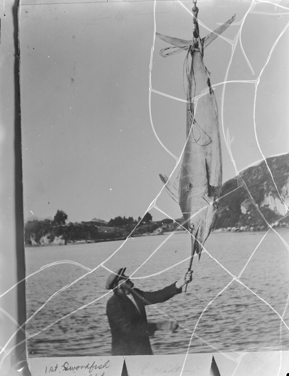 Ernest Chadban in the 1940s, looking at a trophy swordfish catch. Published in the Bay of Plenty Times on 01 December 1960.