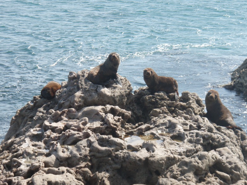 Seal pups at Motuotau (Rabbit Island) 2011
Image 21-094Seal pups at Motuotau (Rabbit Island) 2011
Image 21-094