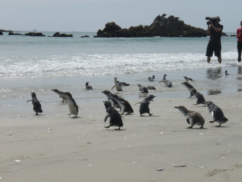 Penguins being released at Shark Alley next to Moturiki (Leisure Island) 2011
Image Copyright Paul Cuming