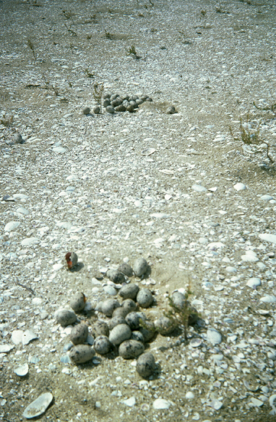 Kathleen Fletcher papers