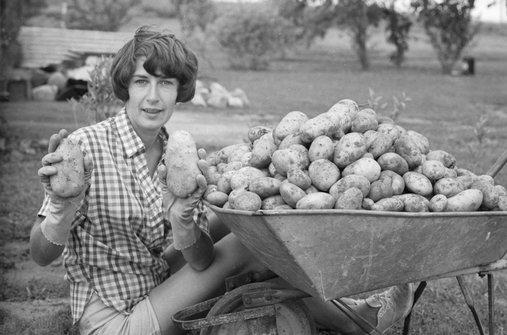 A wheelbarrow of potatoes. From Pn-463