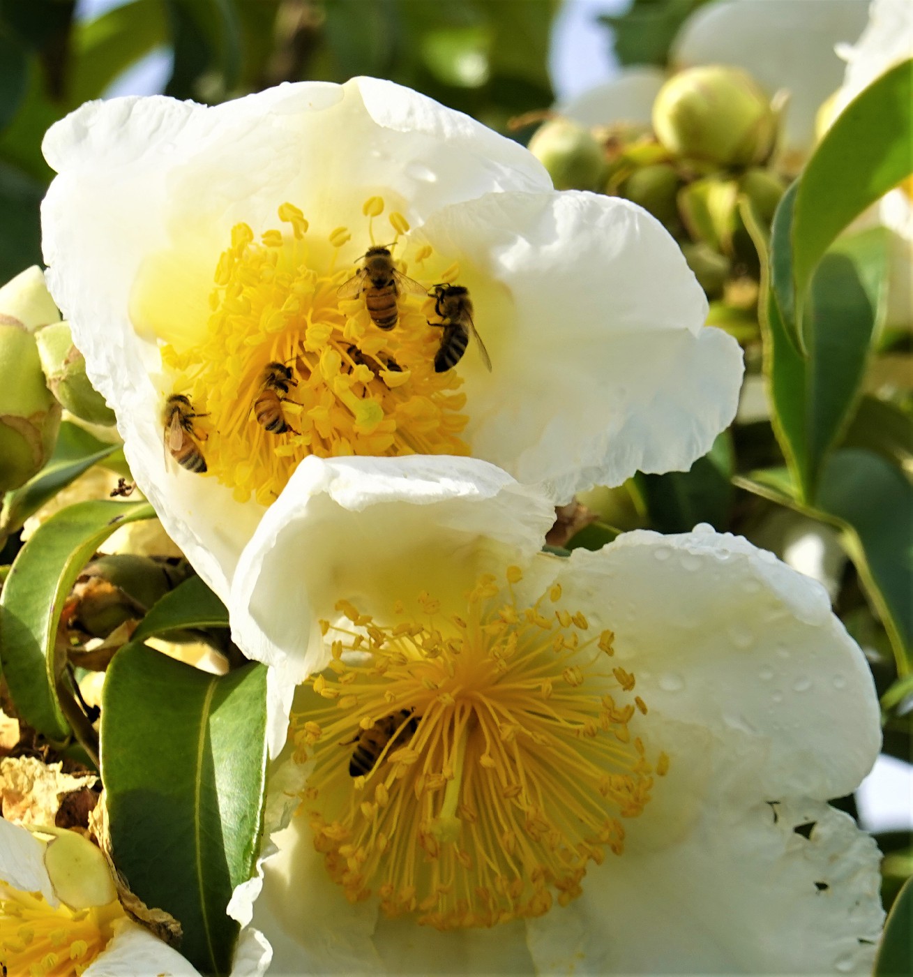 Lee Switzer Photographic Collection