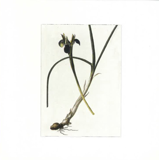 History of Sladden's launch "Severn"